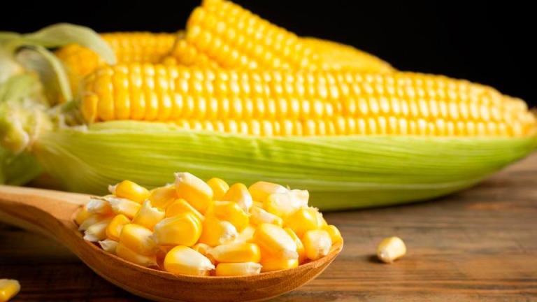 Imagen de mazorca y granos de maíz