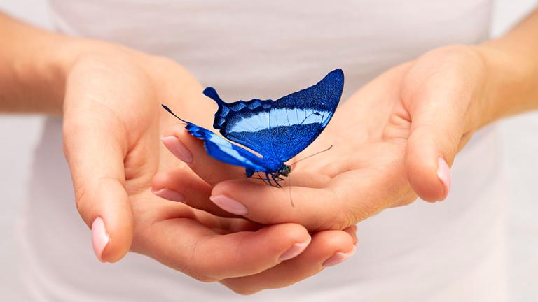 Mariposa azul que simboliza la transformación
