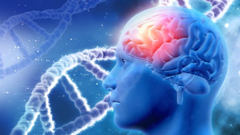Parte específica del cerebro iluminado